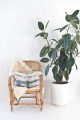 plante dans nos intérieurs