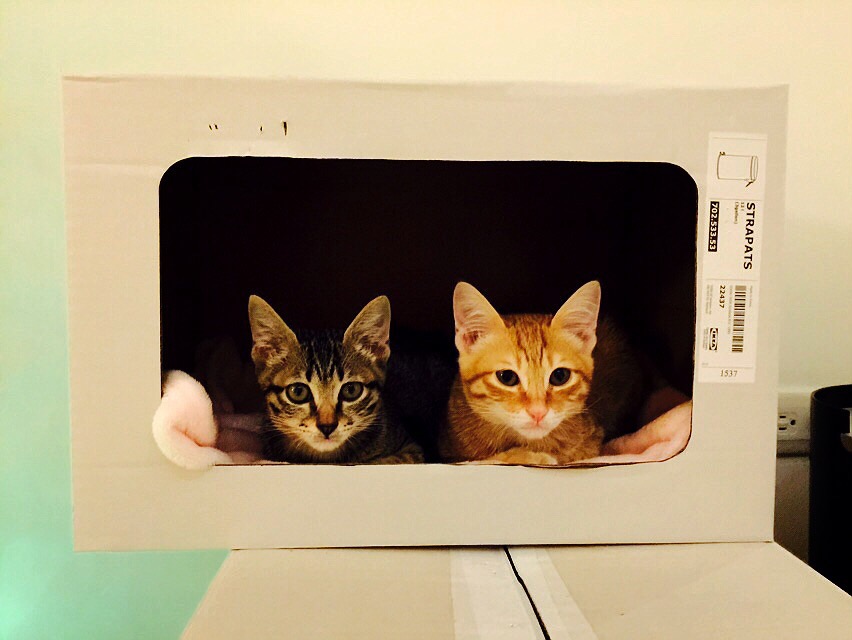Une image de Chacha et Lily, les deux chats à l'origine de Room Collection, quand ils trouvaient du réconfort dans la boîte à chaussures. CP. A Cat Thing