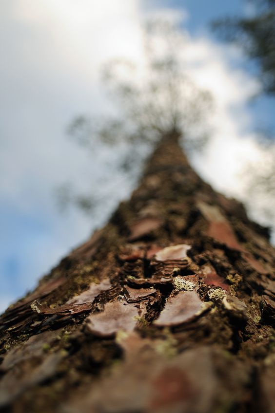 Zoom pris en cotre-plongée d'un tronc de pin martime avec une vue imprenable sur l'écorce. 