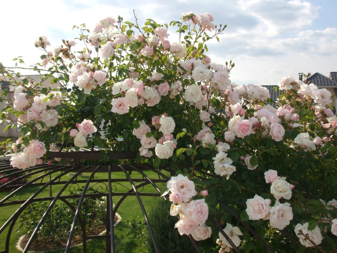 gloriette fer forgé et roses blanches jardin 
